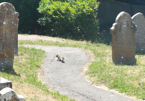 Photo Gallery Image - A visitor to the graveyard
